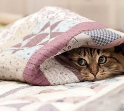 Уютное одеяло – залог крепкого сна